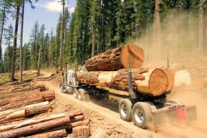 Timber Logging